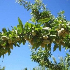 Tüplü Aşılı Yarıbodur Verimli Çağlalık Carrero Badem Fidanı