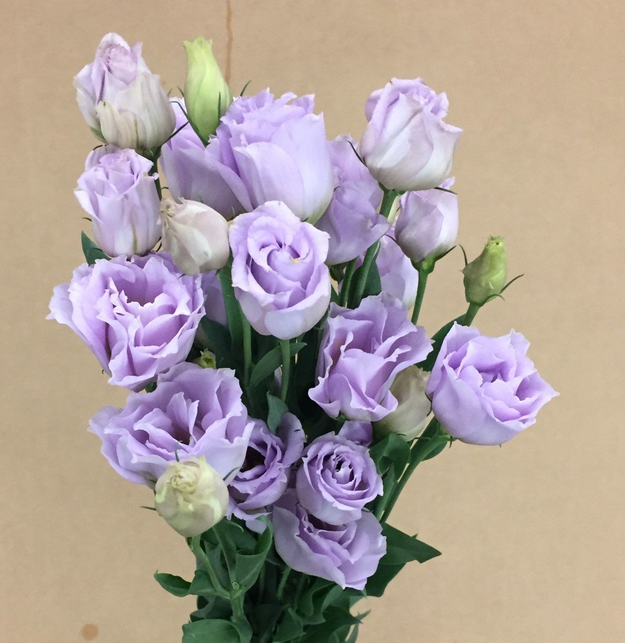 Katmerli Lavanta Lavander Lisianthus Çiçeği Tohumu(5 adet)