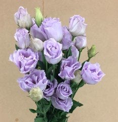 Katmerli Lavanta Lavander Lisianthus Çiçeği Tohumu(5 adet)