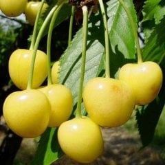 Tüplü Aşılı Yarı Bodur Tozlayıcı Starks Gold Sarı Kiraz Fidanı