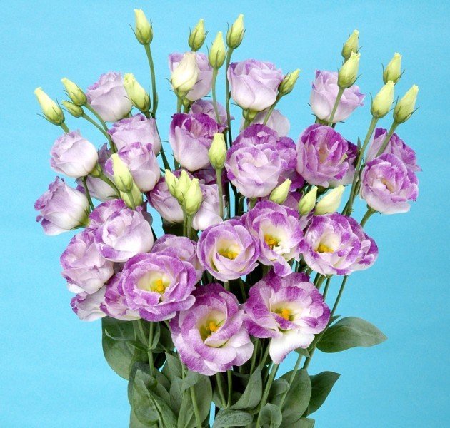 Katmerli Mavi Blush Lisianthus Çiçeği Tohumu(5 adet)