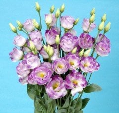 Katmerli Mavi Blush Lisianthus Çiçeği Tohumu(5 adet)