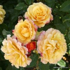Tüplü Yediveren Kokulu Sunny Sky Sarı Gül Fidanı