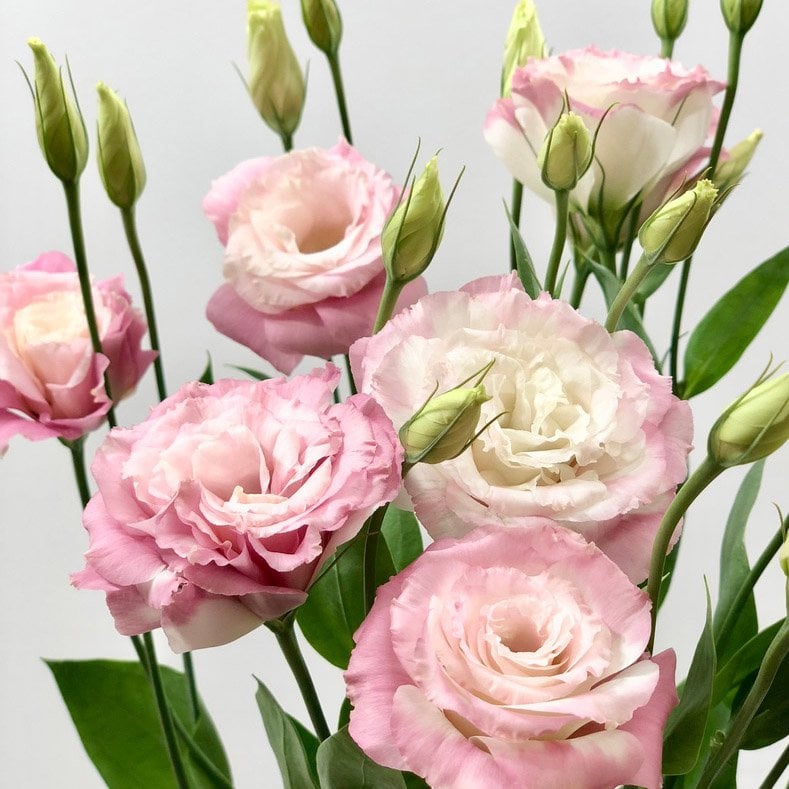 Pembe Katmerli Picotee Lisianthus Çiçeği Tohumu(5 adet)