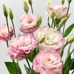 Pembe Katmerli Picotee Lisianthus Çiçeği Tohumu(5 adet)