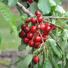 Tüplü Aşılı Yarı Bodur Erkenci Star Giant Kiraz Fidanı