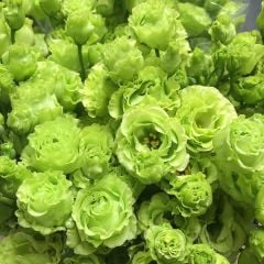 Yeşil Katmerli Chaconne Lisianthus Çiçeği Tohumu(5 adet)
