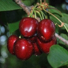 Tüplü Aşılı Yarı Bodur Bol Sulu Noble Kiraz Fidanı