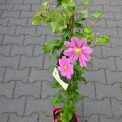 Pink Beauty Pembe Clematis Çiçeği (1 Kök)