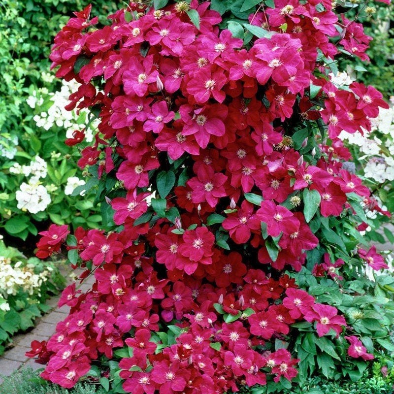Solidarnosc Mor Çiçekli Clematis Çiçeği (1 Kök)