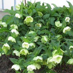 Helleborus Yeşil Noel Gülü Çiçeği (1 ADET)