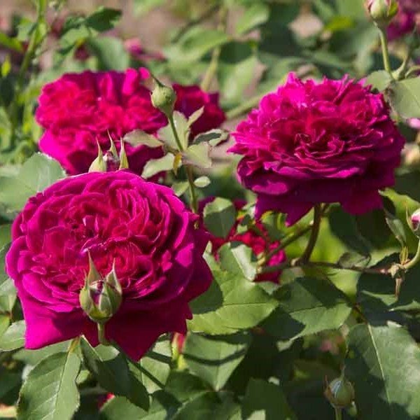 Tüplü Butterfly Yediveren Mor Pembe Kokulu Gül Fidanı