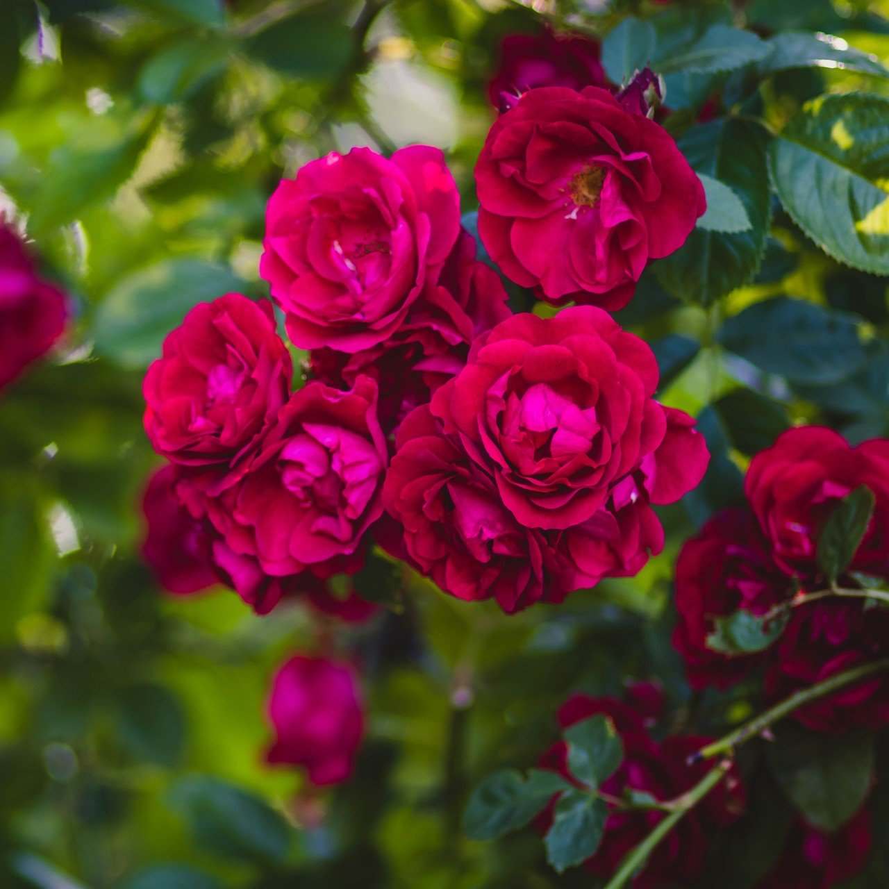 Tüplü Kırmızı Cherry Lady Yediveren Gül Fidanı