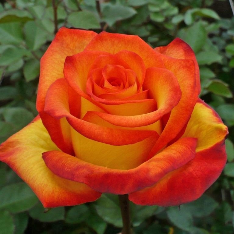 Tüplü Yediveren Königin Der Rosen Kayısı Renkli Kokulu Gül Fidanı