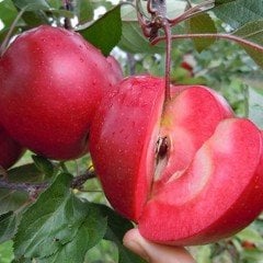 Tüplü Aşılı Yarıbodur Özel Üretim İçi Dışı Kırmızı Elma Fidanı