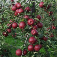 Tüplü Aşılı Yarıbodur Verimli Red Jonaprince Elma Fidanı