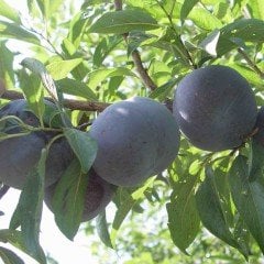 Tüplü Aşılı Yarı Bodur Black Diamond Japon Erik Fidanı