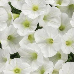 Saksılı Pegasus Patio White Petunya Çiçek Açma Durumunda