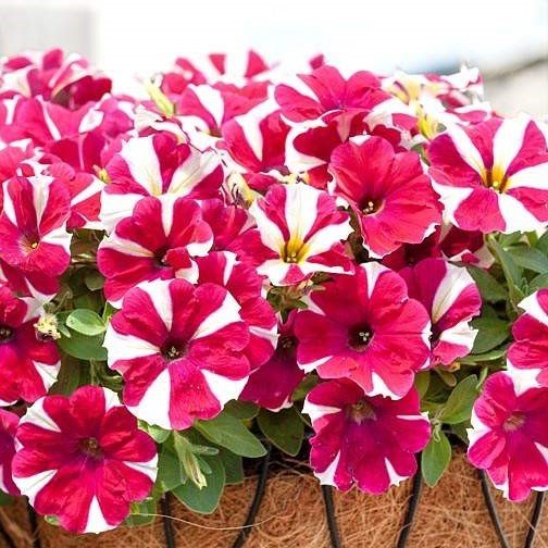 Saksılı Pegasus Patio Cherry Star Petunya Çiçek Açma Durumunda