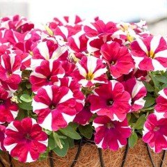 Saksılı Pegasus Patio Cherry Star Petunya Çiçek Açma Durumunda