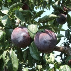 Tüplü Aşılı Yarı Bodur Black Amber Japon Erik Fidanı