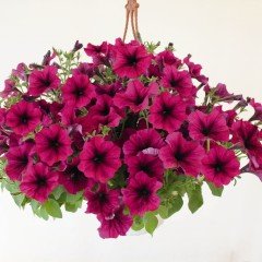 Saksılı Pegasus Patio Burgundy Petunya Çiçek Açma Durumunda