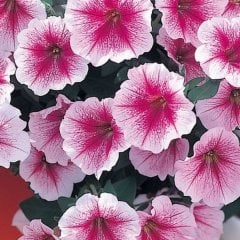 Saksılı Pegasus Rasberry Vein Sarkıcı Petunya Çiçekli