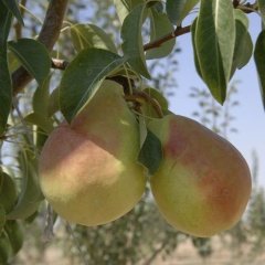 Tüplü Aşılı Tam Bodur Bol Verimli Santa Maria Armut Fidanı