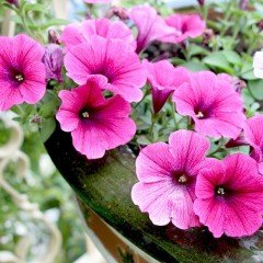 Saksılı Pegasus Patio Rose Petunya Çiçekli  Durumunda