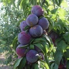 Tüplü Aşılı Yarı Bodur Friar Japon Erik Fidanı