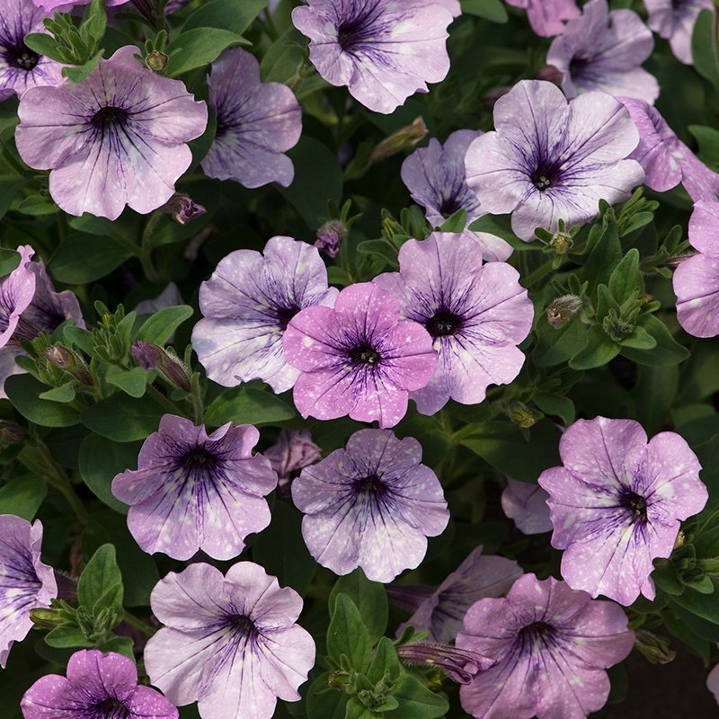 Saksılı Pegasus Patio Lavender Vein Petunya Çiçekli Durumunda