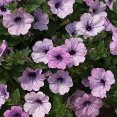 Saksılı Pegasus Patio Lavender Vein Petunya Çiçekli Durumunda