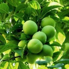 Tüplü Aşılı Yarı Bodur Sulu Papaz Erik Fidanı