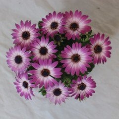 Erato Rose Bicolour Bodrum Papatyası Çiçeği Fidesi İri Çiçekli(3 adet)