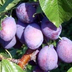 Tüplü Aşılı Yarı Bodur Verimli Freze Japon Erik Fidanı