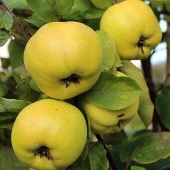 Tüplü Aşılı Yarıbodur Kokulu Midilli Ege 25 Ayva Fidanı