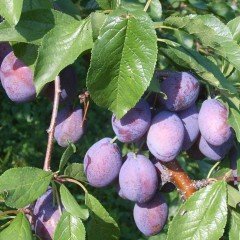 Tüplü Aşılı Yarı Bodur İri Meyveli Autumn Giant Erik Fidanı