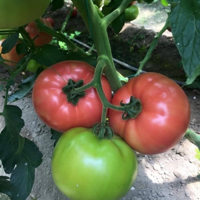 Yüksek Verimli Gülpembe Köy Domatesi Fidesi (4 adet)