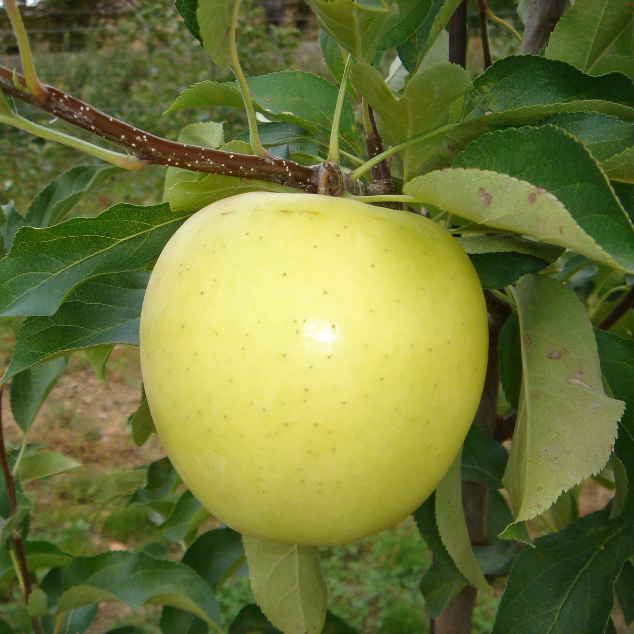 Tüplü Aşılı Tam Bodur Verimli Kokulu Golden Elma Fidanı