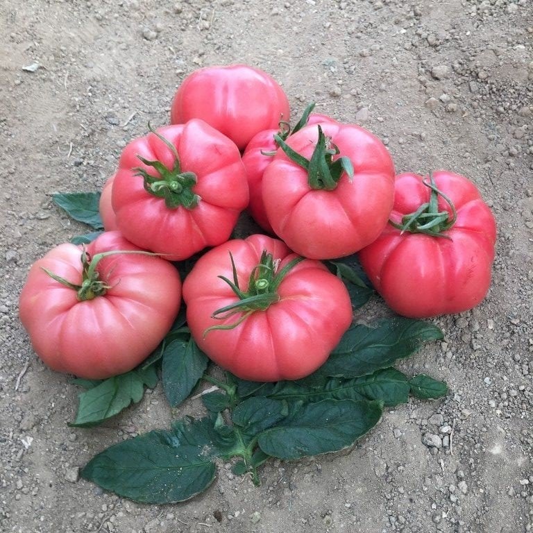 Yarı Sırık Az 81 Dilimli Pembe Domates Fidesi (5 adet)