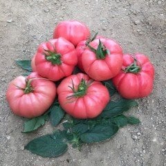 Yarı Sırık Az 81 Dilimli Pembe Domates Fidesi (5 adet)