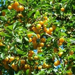 Tüplü Aşılı Yarı Bodur Özel Çeşit Sarı Niğde Erik Fidanı