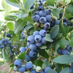 Tüplü Jubile Yaban Mersini Fidanı