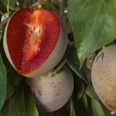 Tüplü Aşılı Yarı Bodur Kırmızı Heart Erik Fidanı