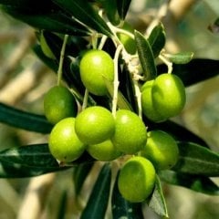 Tüplü Aşılı Tam Bodur Arbequına Zeytin Fidanı (Ufak Boylu)
