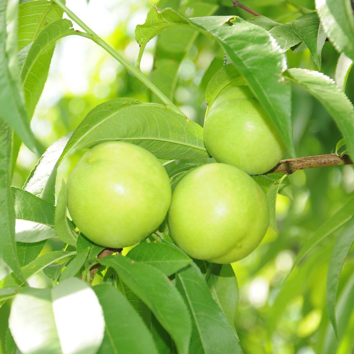 Tüplü Aşılı Tam Bodur Aromatik Beyaz Nektarin Fidanı