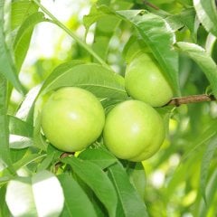 Tüplü Aşılı Tam Bodur Aromatik Beyaz Nektarin Fidanı