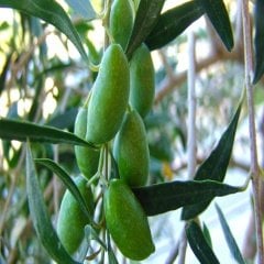 Tüplü Aşılı Tam Bodur Koroneiki Zeytin Fidanı-Meyve Verme Yaşında