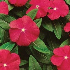 Büüyk Çiçekli Cherry Cezayir Menekşesi Çiçeği Fidesi (3 adet)