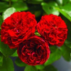 Tüplü İri Goncalı Florantina Katmerli Kırmızı Sarmaşık Gül